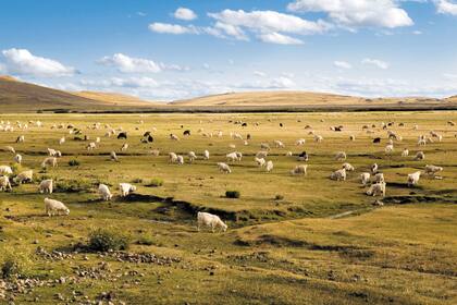 Parque Provincial El Tromen, Neuquén. "Había algo mágico en ese cielo y la llanura.. las cabras estaban como detenidas"