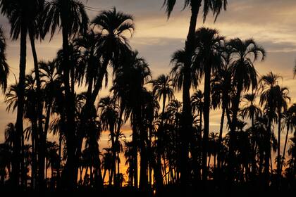 Parque Nacional El Palmar