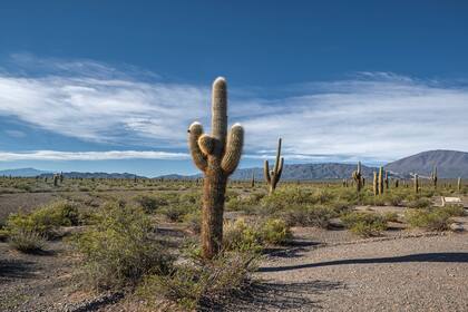 Parque Nacional Los Cardones