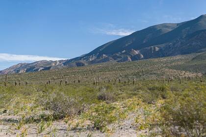 Parque Nacional Los Cardones