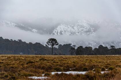 Parque Nacional Lanín