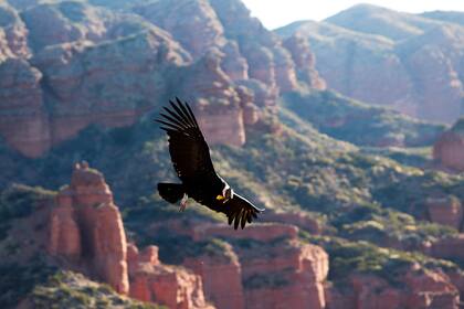 Un cóndor sobrevuela los farallones del Parque Nacional Sierra de las Quijadas