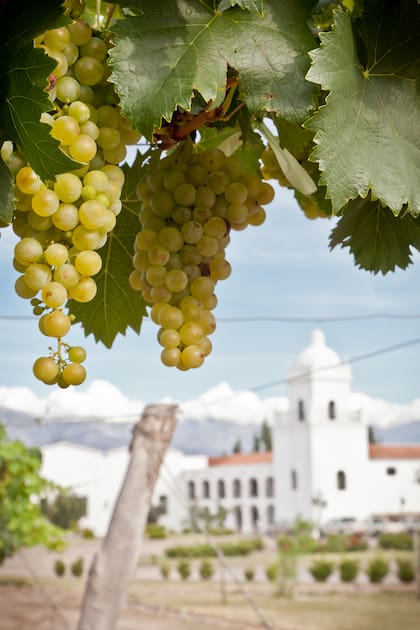 Parral de Torrontés en Bodega El Esteco (Cafayata, Salta)