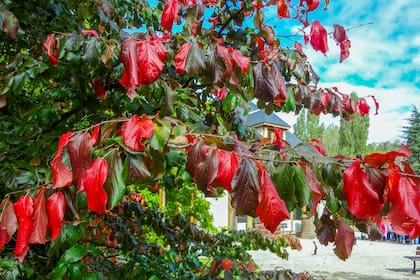 Parrotia persica tiene una coloración otoñal en tonos rojos, amarillos y púrpuras
