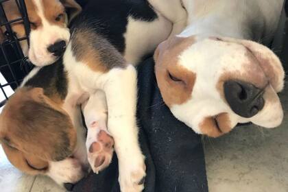 Parte de la brigada canina en descanso