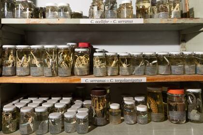 Parte de la Colección de Herpetología de la Fundacion Miguel Lillo.