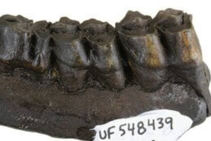 Parte de la dentadura de un caballo hallada en Florida