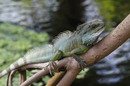 Parte de la fauna que convive en el jardín