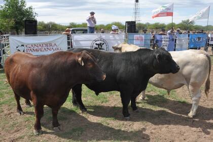 Parte de la ganadería del INTA Anguil