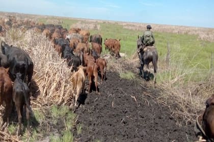 Parte de la hacienda secuestrada en un operativo en el marco de la causa por el robo de 2000 vacunos en el norte de Santa Fe