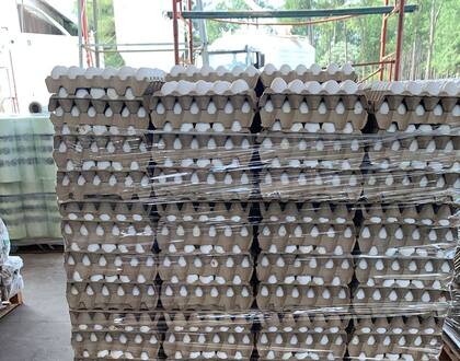 Parte de la producción de huevos de la avícola que fue destruida