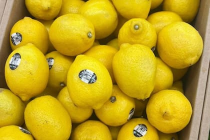 Parte de la producción de limones de la empresa familiar