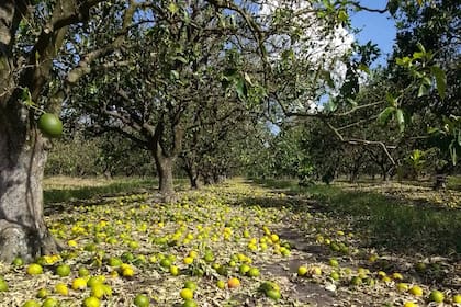 Un violento temporal se llevó la producción de dos importantes regiones citrícolas