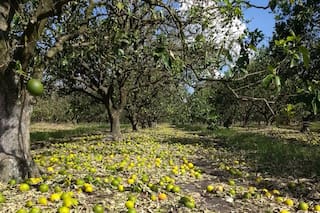 Un violento temporal se llevó la producción de dos importantes regiones citrícolas