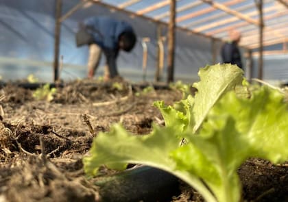 Parte de la producción se consume en la residencia y otra se comercializa en circuitos locales, en una lógica de cercanía