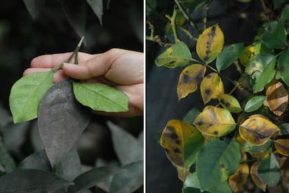 Parte de las tareas durante los días que duran las altas temperaturas es prestar atención a las enfermedades que puedan aparecer en las plantas.