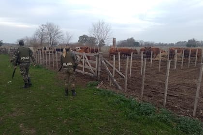 Parte de los animales fueron hallados en otro campo vecino hasta donde llegó la policía a recatarlos. CPR 9 de Julio
