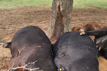 Parte de los animales que mató el rayo en La Pampa