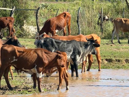 Parte de los animales secuestrados en los seis allanamientos que se hicieron