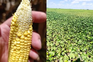 Los productores lamentan las pérdidas por la sequía y se aferran a una última carta