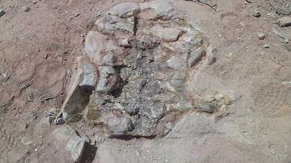 Parte de los restos encontrados