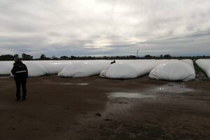 Parte de los silobolsas que incautó la AFIP en un establecimiento de feedlot en Roque Pérez