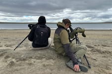 Hay menos de 1000: un inédito acuerdo de “convivencia” permitirá proteger a una de las aves más amenazadas