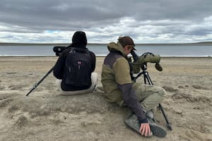 Un acuerdo de “convivencia” permitirá proteger a una de las aves más amenazadas