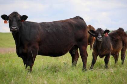 Parte del ganado de la familia de granjeros en Dakota del Sur