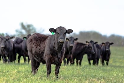 Parte del ganado en California está en peligro por la presencia de lobos