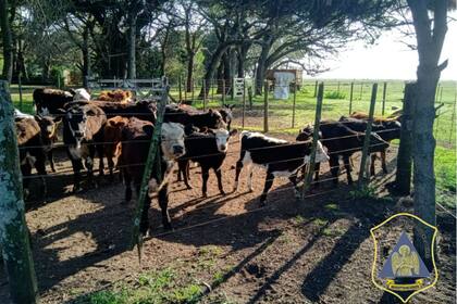 Parte del ganado de Ayacucho que fue secuestrado por la DDI de Balcarce