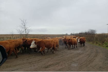 Parte del ganado que tuvo que trasladar a otro campo tras el robo