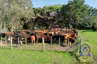 Se robaron más de 300 vacunos: esclarecieron dos casos en campos bonaerenses