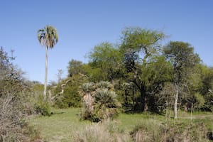 Por qué se frenó la creación de un parque nacional clave para las aves autóctonas