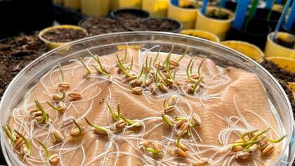 Parte del proceso de extracción de muestras para obtener ADN del trigo