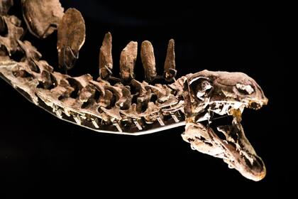 El estegosaurio se hizo famoso por la película Jurassic Park