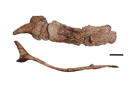 Partes de los restos fósiles de la nueva especie de dinosaurio