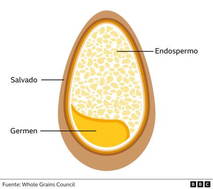Partes del grano de trigo