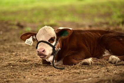 Participan 211 animales inscriptos de 29 cabañas, provenientes de siete provincias del país