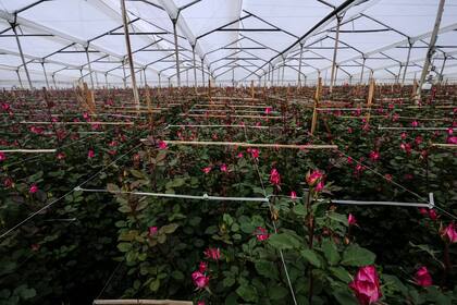 Participantes del programa de intercambio cultural denunciaron que trabajaron más de diez horas diarias en un vivero por un salario minimo