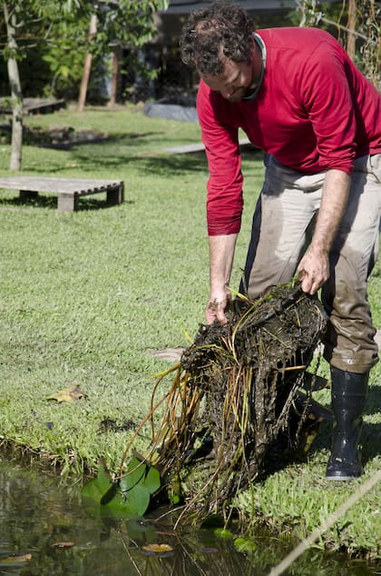 Pasado el invierno, quitar los contenedores de nenúfares y hacer una revisión general de su estado es una práctica que mantendrá saludable a las plantas del estanque.