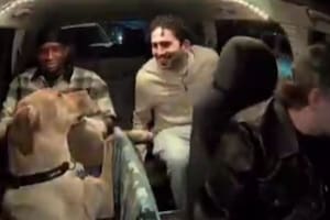 Un conductor de Uber llevó a su perro como copiloto y despertó la reacción de todos los usuarios