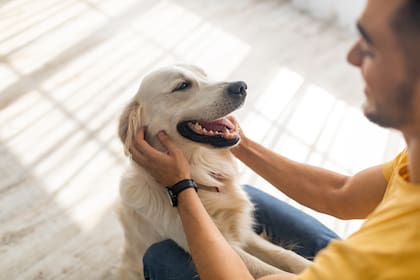 Pasar tiempo de calidad con perros reduce el estrés y aumenta el poder de las ondas cerebrales asociadas con la relajación y la concentración, afirma un estudio