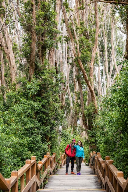 Postal clásica sobre la pasarela del Bosque de Arrayanes.