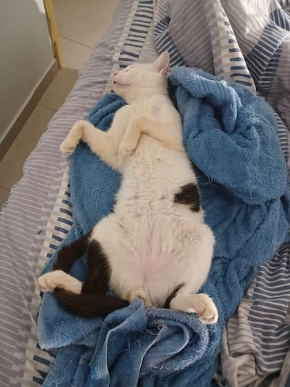 Pasaron 15 días hasta que Juan supo dónde estaba Orión.