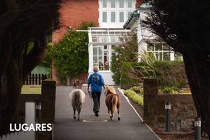 Paseo de ponys en Puerto Argentino, capital del archipiélago.