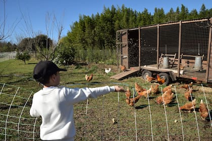 Paseo por la granja donde conviven los animales (vacas, ovejas, jabalíes, cabras y gallinas).