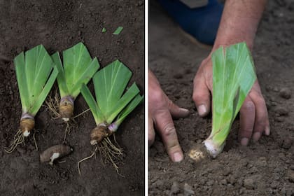 Paso 5. Una vez que las nuevas plantas están preparadas (izquierda), es el momento de volver a plantar en el suelo.