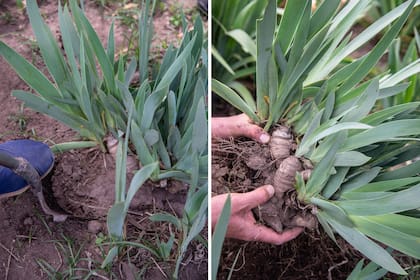 Pasos 1 y 2. Descalzado de la mata y división del rizoma.