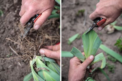 Pasos 3 y 4. Corte de raíces y del follaje en forma de abanico.